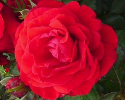 Description and characteristics of the rose variety Nina Weibul, planting and care