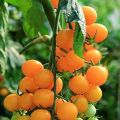 Description de la variété de tomate Bouchon orange, ses caractéristiques et son rendement