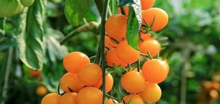 Description de la variété de tomate Bouchon orange, ses caractéristiques et son rendement