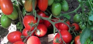 Caractéristiques et description de la variété de tomate Golitsyn, conseils pour la culture