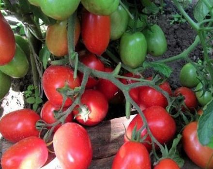 Caractéristiques et description de la variété de tomate Golitsyn, conseils pour la culture