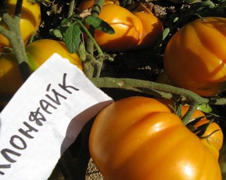 Description et caractéristiques de la variété de tomate Klondike