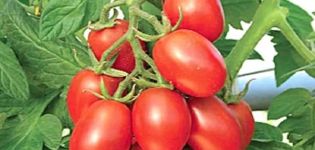 Description de la variété de tomate Prune à sucre jaune et rouge, ses caractéristiques