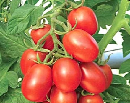 Description of the tomato variety yellow and red Sugar plum, its characteristics