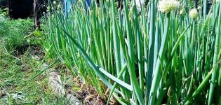 Plantar, cultivar y cuidar cebolletas en campo abierto.