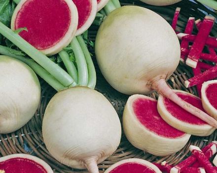 Useful properties, harm and contraindications of red radish for health