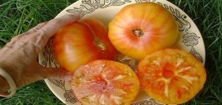 Description of the tomato variety Hawaiian pineapple, features of cultivation and care