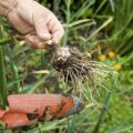 The correct timing when you need to harvest garlic in central Russia