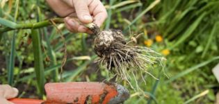 The correct timing when you need to harvest garlic in central Russia