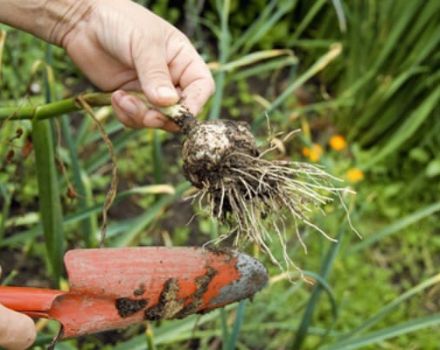 The correct timing when you need to harvest garlic in central Russia