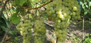 Description of the variety and characteristics of the grape variety Citronny Magaracha, cultivation