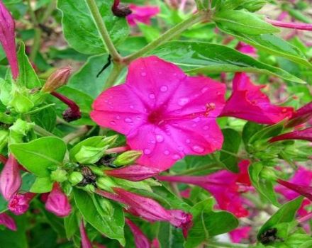 Planting and caring for mirabilis in the open field, 20 best varieties and cultivation