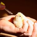 Instructions pour l'utilisation du métronidazole pour le traitement des poulets et la posologie recommandée