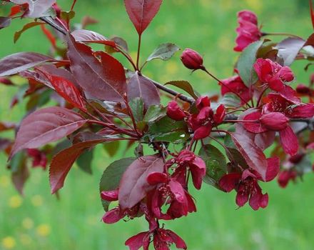 Description et caractéristiques de la variété ornementale de la royauté, de la plantation et des soins de la pomme