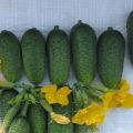 Description of cucumbers of the Bogatyrskaya power variety, their characteristics and cultivation