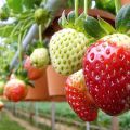 Installation de culture hydroponique pour la culture de fraises, comment fabriquer du matériel de vos propres mains