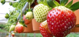 Instalación de hidroponía para cultivar fresas, cómo hacer equipos con sus propias manos.