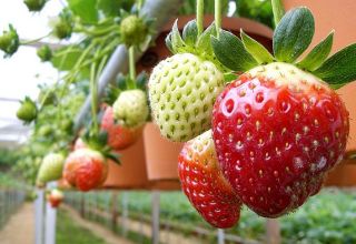 Installation de culture hydroponique pour la culture de fraises, comment fabriquer du matériel de vos propres mains