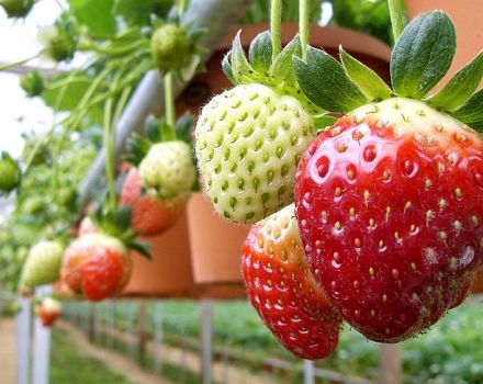 Installation de culture hydroponique pour la culture des fraises, comment fabriquer du matériel de vos propres mains