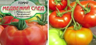 Description of the tomato variety Bear Trail and its characteristics