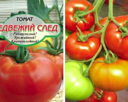 Beschreibung der Tomatensorte Bear Trail und ihrer Eigenschaften