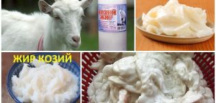 Medicinal properties and contraindications of goat fat, how to use it correctly