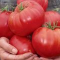 Ciri-ciri dan penerangan tentang pelbagai jenis keajaiban Siberia tomato, hasilnya