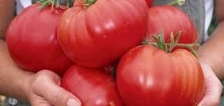 Characteristics and description of the tomato variety Siberian miracle, its yield