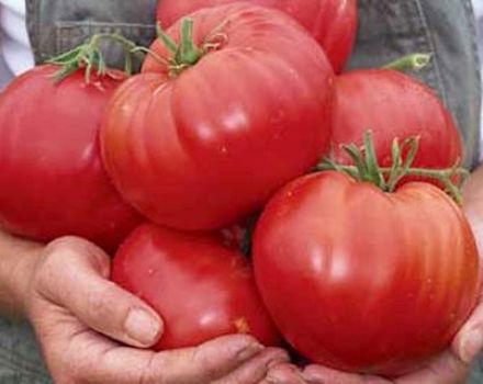 Características y descripción de la variedad de tomate Siberian Miracle, su rendimiento.