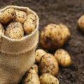 How to plant potatoes correctly to get a good harvest?