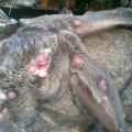 Symptoms and treatment of rabbit diseases, what ailments are dangerous to humans