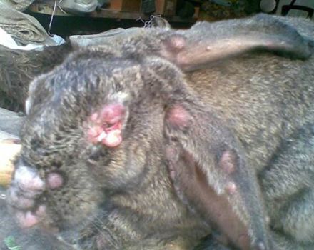 Symptoms and treatment of rabbit diseases, what ailments are dangerous to humans