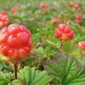 The benefits and harms of petioles from cloudberries, properties and recipes for use in traditional medicine