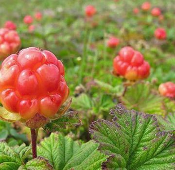 The benefits and harms of petioles from cloudberries, properties and recipes for use in traditional medicine