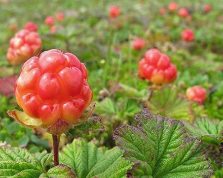 Los beneficios y daños de los pecíolos de las moras, propiedades y recetas para su uso en la medicina tradicional.