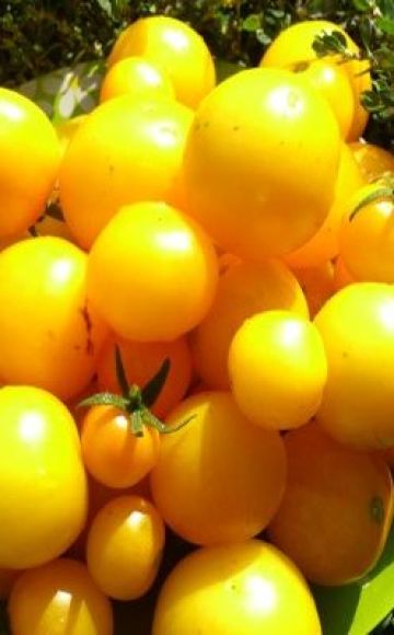 Description of the variety of tomato Apricot, features of cultivation and care