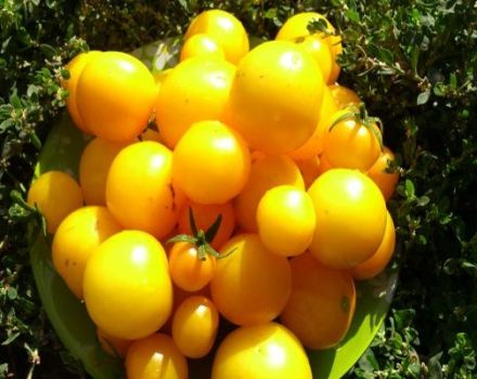 Descripción de la variedad de tomate Albaricoque, características de cultivo y cuidado.