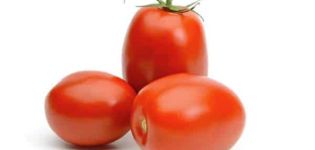 Description de la variété tomate Slivovka et de ses caractéristiques