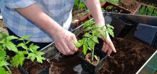 Le moment où planter des tomates pour les semis de la région de Moscou