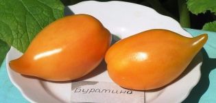 Penerangan mengenai varieti tomato Buratino, ciri dan produktiviti