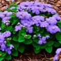 Plantación y cuidado de ageratum en campo abierto, reproducción y variedades.