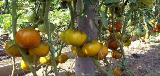 Características y descripción de la caja de tomate variedad Malaquita, su rendimiento