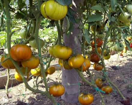 Characteristics and description of the tomato variety Malachite box, its yield