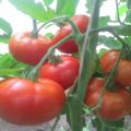 Ciri-ciri dan penerangan mengenai varieti tomato Alyoshka F1 dan nuansa teknologi pertanian