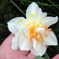 Description and characteristics of the Replit narcissus, cultivation and care