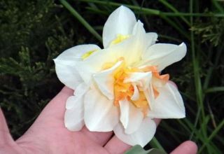 Description and characteristics of the Replit daffodil, cultivation and care