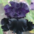 50 variétés de variétés d'iris avec descriptions et caractéristiques