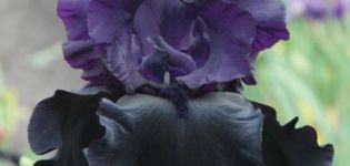 50 varieties of iris varieties with descriptions and characteristics