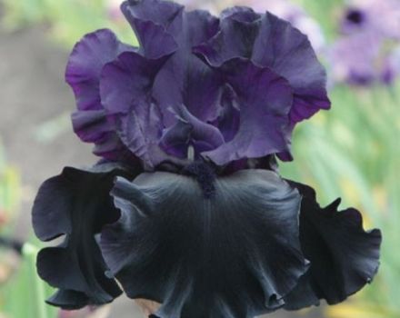 50 varieties of iris varieties with descriptions and characteristics