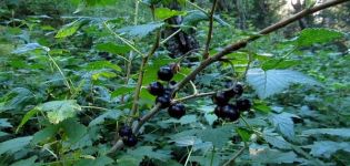 Combien d'années le cassis vit-il au même endroit, le moment de la fructification